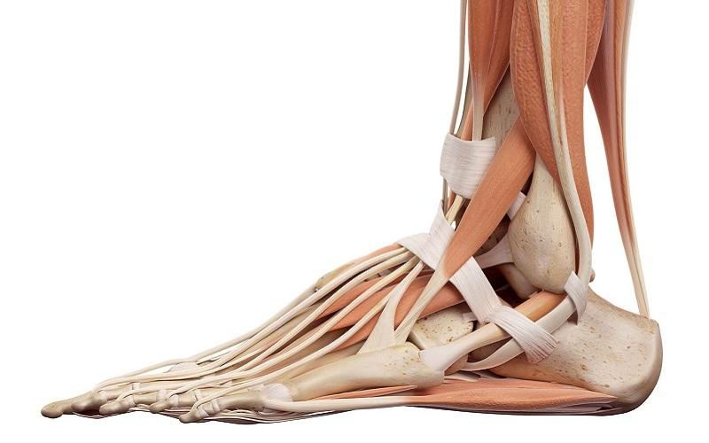Ankle joints and muscles
